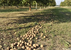 Più è precisa l'andana, migliore sarà la resa nella raccolta