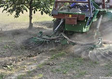 Particolare degli organi deputati alla raccolta