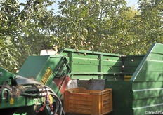 La tramoggia in cui vengono convogliate le noci