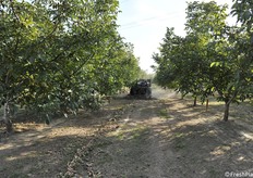 Si è conclusa il 20 ottobre 2021 la raccolta delle noci presso l'azienda Bisacchi di Cesena. 10 ettari in produzione e 12 in allevamento per la ditta che è socia Agrintesa e rientra quindi nel progetto In Noce con New Factor.