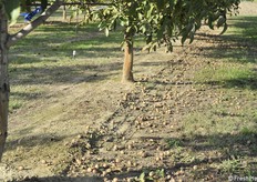 Indispensabile un perfetto livellamento del terreno