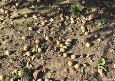 Noci pronte per essere aspirate dalla macchina raccoglitrice