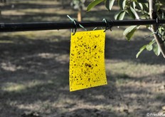 Monitoraggio mosca del noce