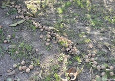 Calibro omogeneo ed elevato nell'impianto Bisacchi