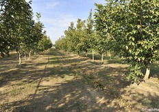 Le file più lunghe, nel corpo centrale aziendale, sono 500 metri
