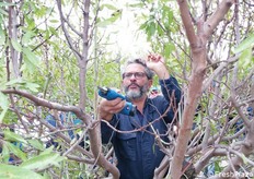 Corso di potatura del mandorlo