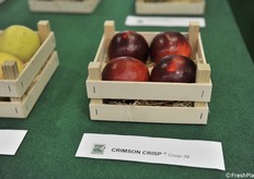 Pomacee in mostra presso lo stand Zanzi