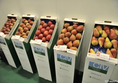 Selezioni di Unibo e Civ