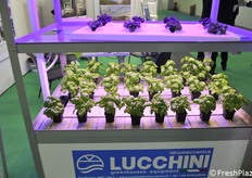 Due sistemi di coltura idroponica: su supporto galleggiante (sopra) e con acqua a scorrimento (sotto)