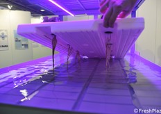 Come si presentano le radici nel supporto galleggiante