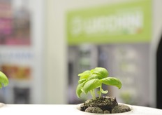 Particolare di pianta coltivata in supporto verticale