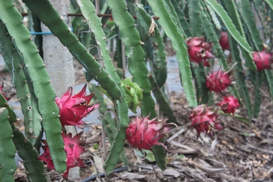 3 Piante Di Pitaya Rossa - Frutto Del Drago Autofecondante 30-40 Cm - Foto 5