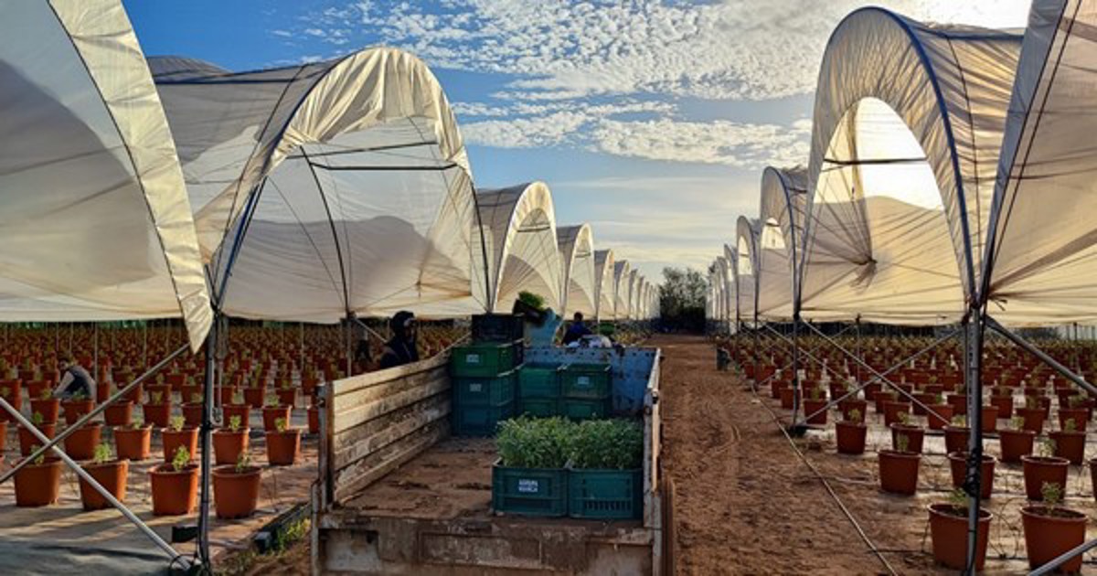 El productor chileno de frutos rojos amplía su producción en Perú, México, Estados Unidos y Marruecos