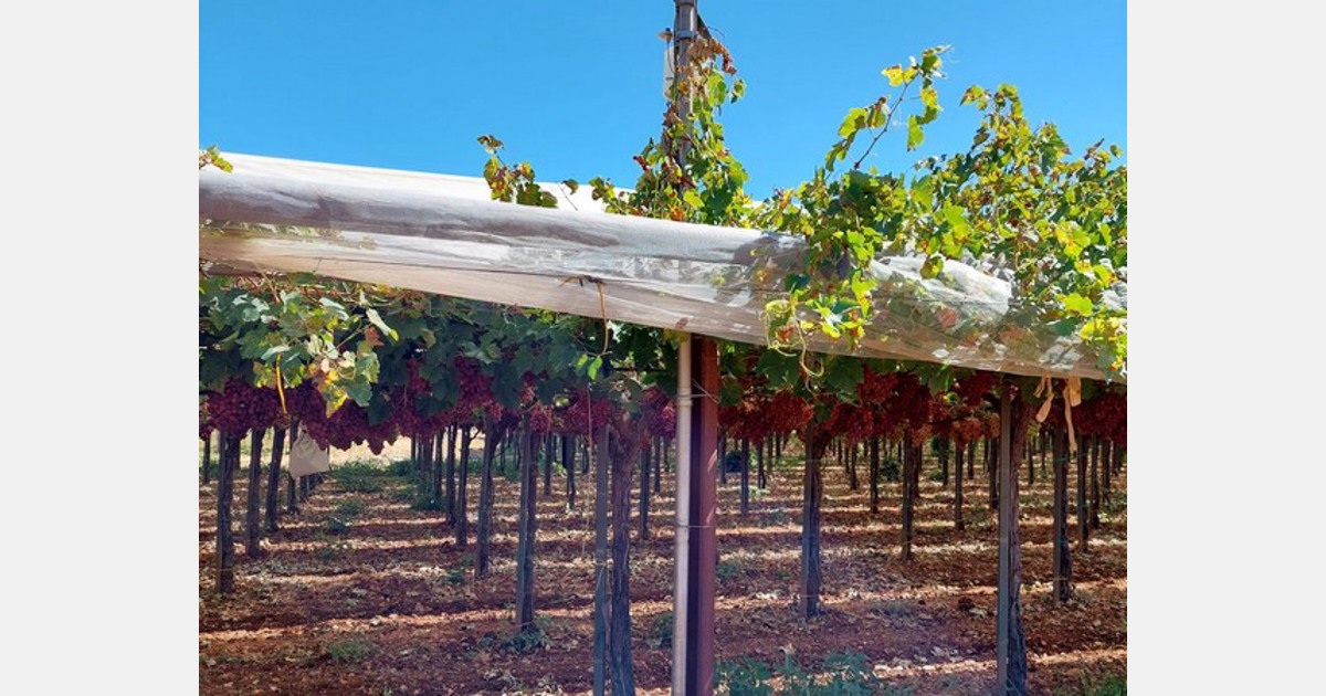 A plataforma online ajuda a estimar a colheita da uva de mesa com meses de antecedência
