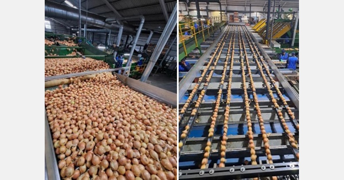 South African onions are increasingly important to the UK and Europe