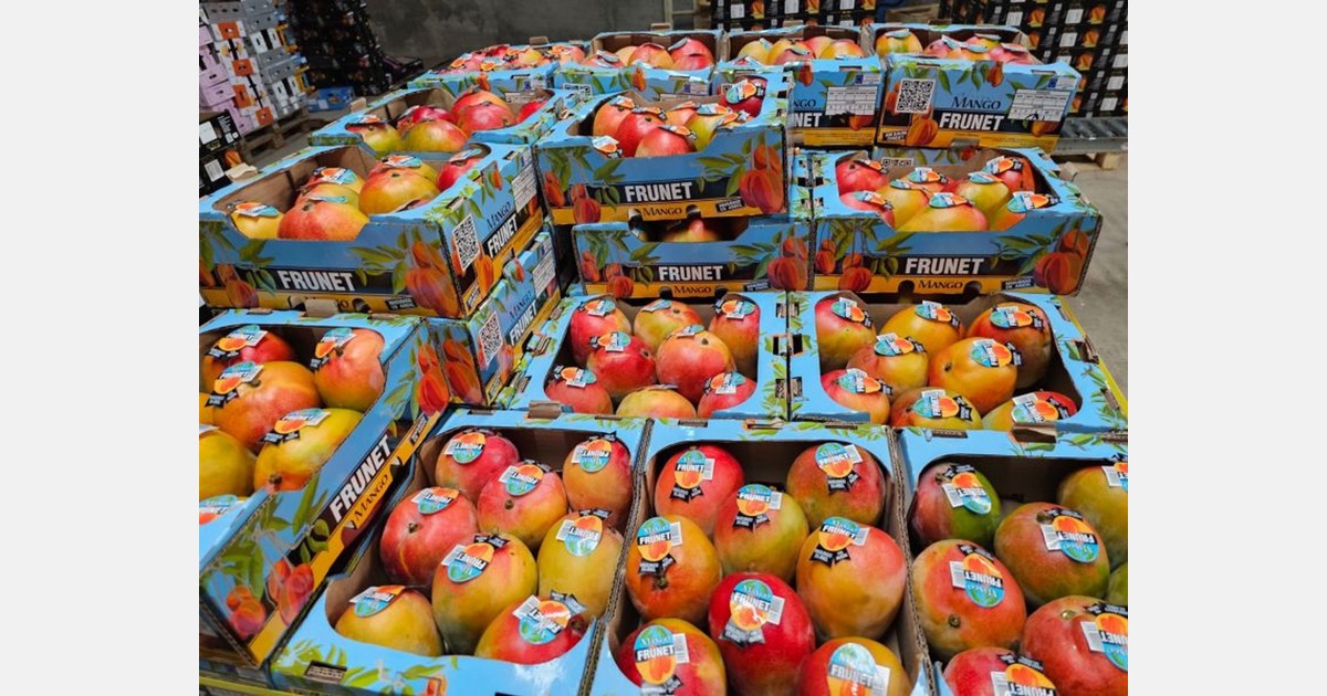 Productor mexicano de mango se adapta a los desafíos globales