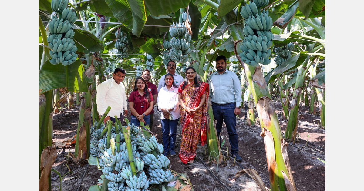 Banana esotica Blue Java, la micropropagazione ha portato al primo ...