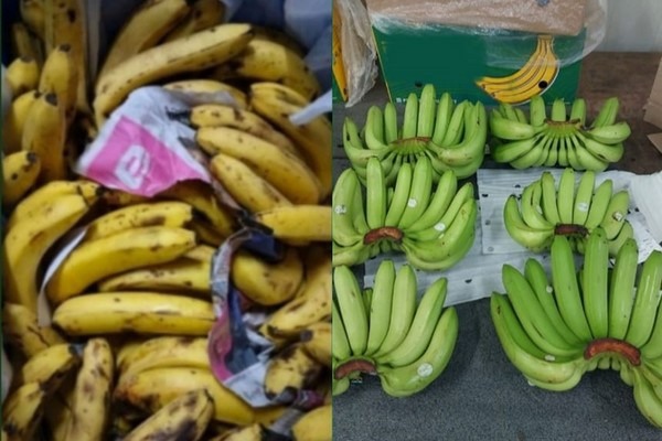 Pentola Per Patate Romertopf MAXI PLUS - In Ceramica Verde, Mantiene Verdure Fresche, Capacit&agrave; 3kg