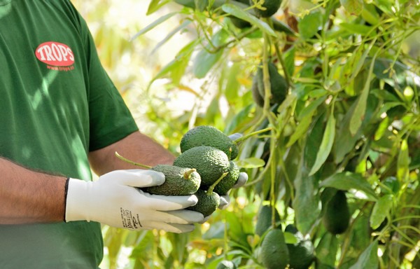 Trops se une a la plataforma internacional de aguacate Green Motion