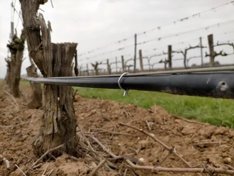 Nuova soluzione per l'installazione di tubi per l'irrigazione a goccia  nelle colture a traliccio