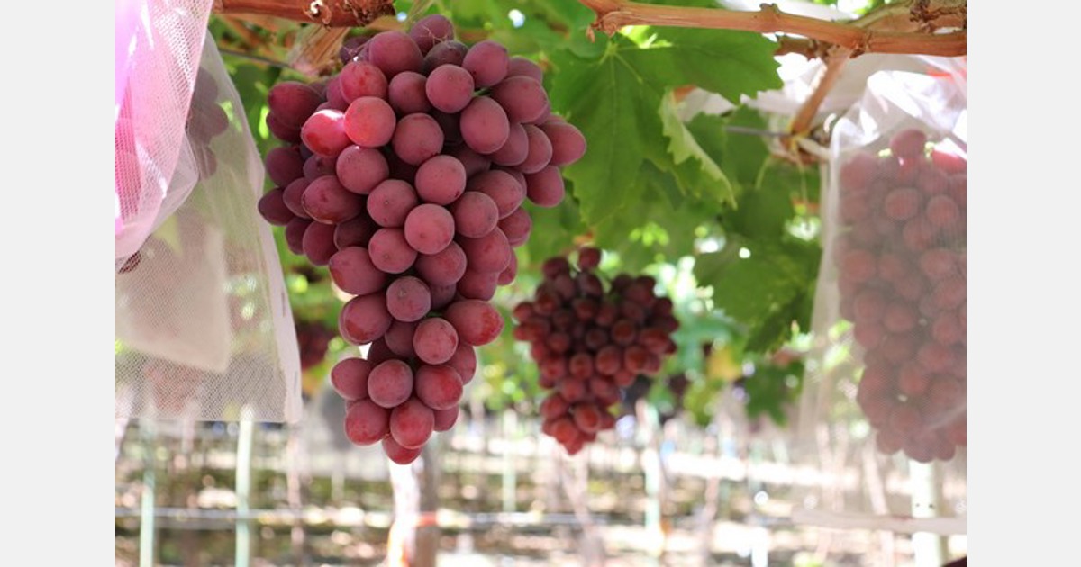 Se presenta la primera variedad de uva roja de mesa desarrollada en Chile
