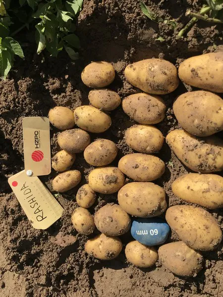 Le patate da semina più richieste sono quelle più piccole e quest'anno sono  abbondanti