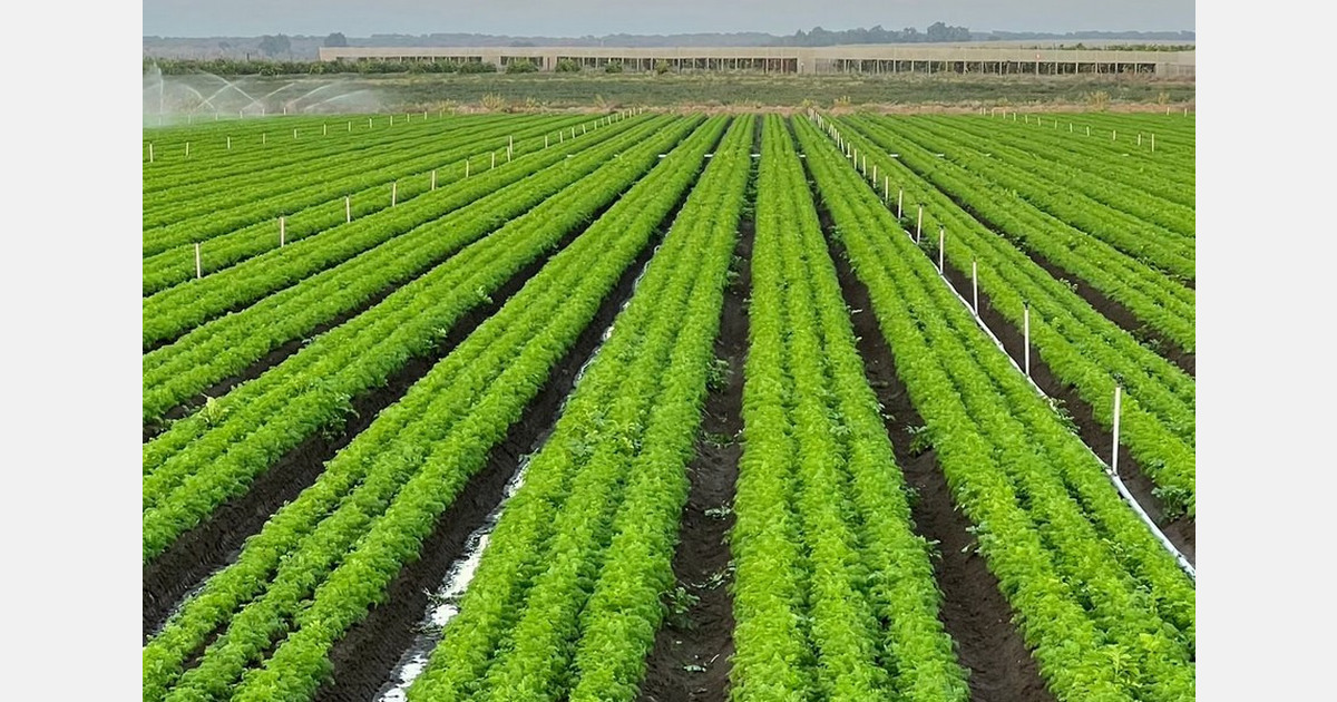 "La stagione di raccolta della carota andalusa è in corso"