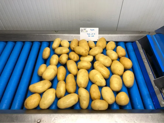 Si prevedono mesi complicati sul mercato delle patate