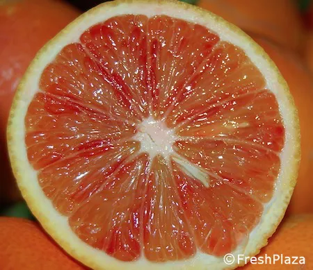 Risultati immagini per arancia rossa freshplaza