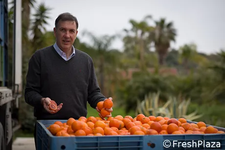 Filiera agrumi siciliani: serve piu&#39; trasparenza per garantirsi il mercato  nel 2020