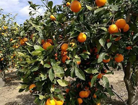 Alibaba e' la prima piattaforma globale a portare le arance siciliane in  Cina