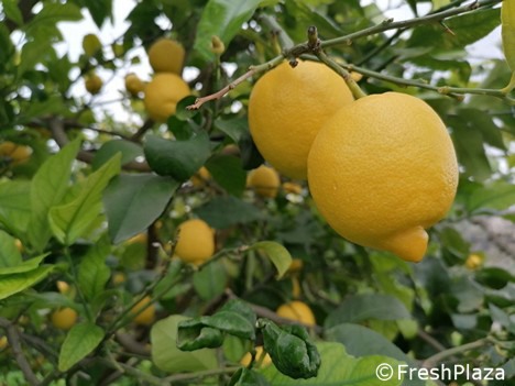 Buona la campagna limonicola: la richiesta non manca, ma il calo ...