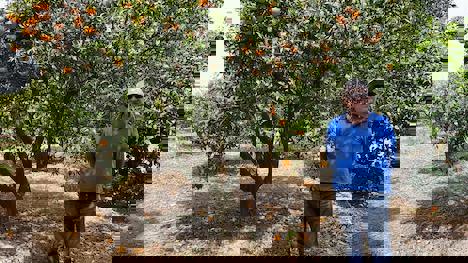 Marmellate e succhi di arance e clementine 100% naturali