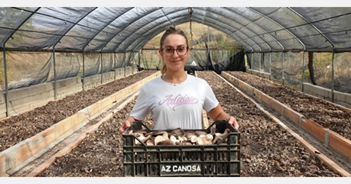 300 Semi Di Funghi Commestibili - Facili Da Coltivare, Per Giardino O Balcone - Foto 6