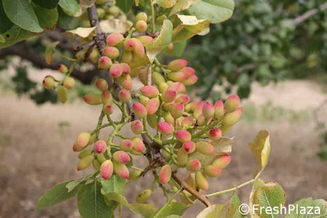 Al via Clean Pistachio: un progetto sulla valorizzazione del pistacchio in  Sicilia