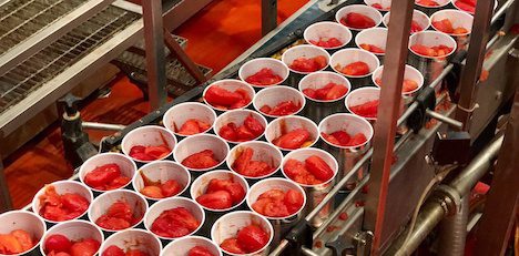 Difficilmente interpretabile la campagna del pomodoro da industria del sud Italia