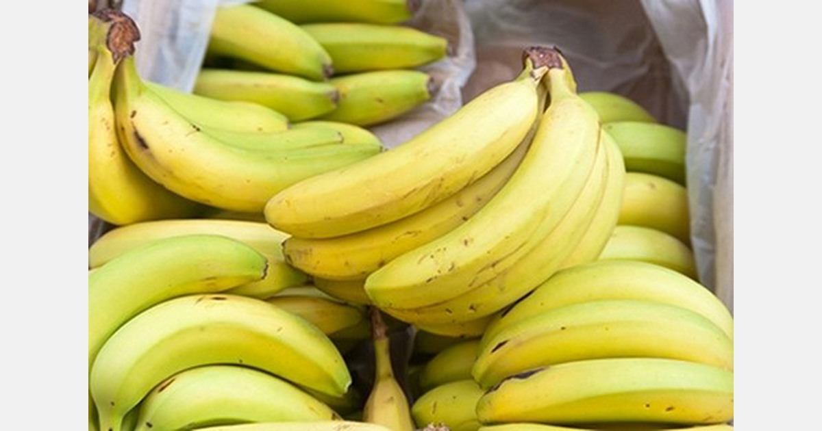Banane, il mercato è un rebus con un'unica certezza i costi