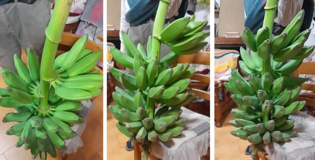 Come coltivare banano: guida per principianti
