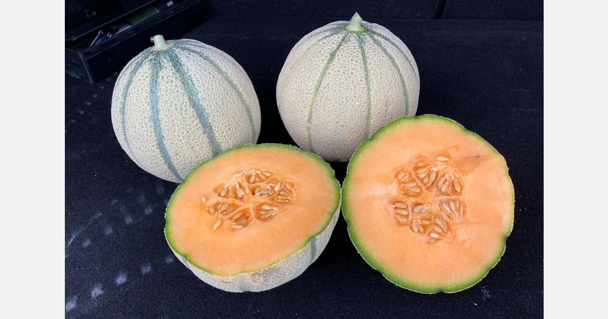 Melone Alacati Dalla Turchia - DOLCE Come Il MIELE - 5+ Semi - Foto 9