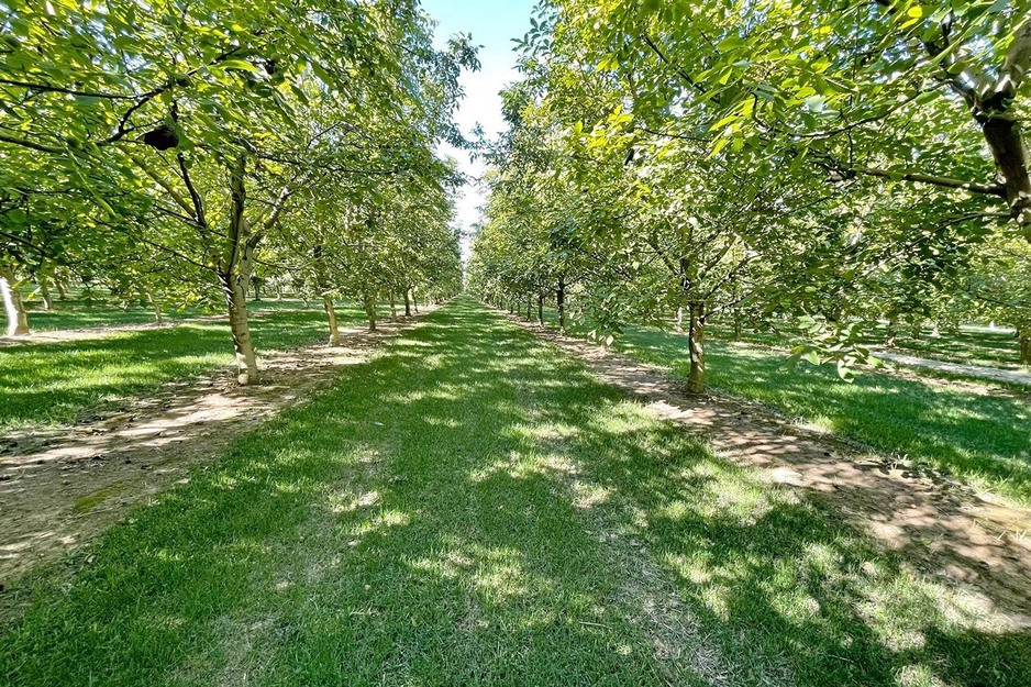 L'inerbimento dei frutteti e è più vantaggioso con il sistema