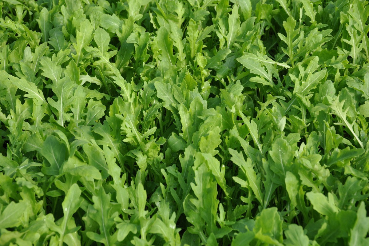 Pianta Di Rucola Selvatica Letizia - Vaso 9cm - Erba Aromatica Fresca Per Cucina - Foto 7