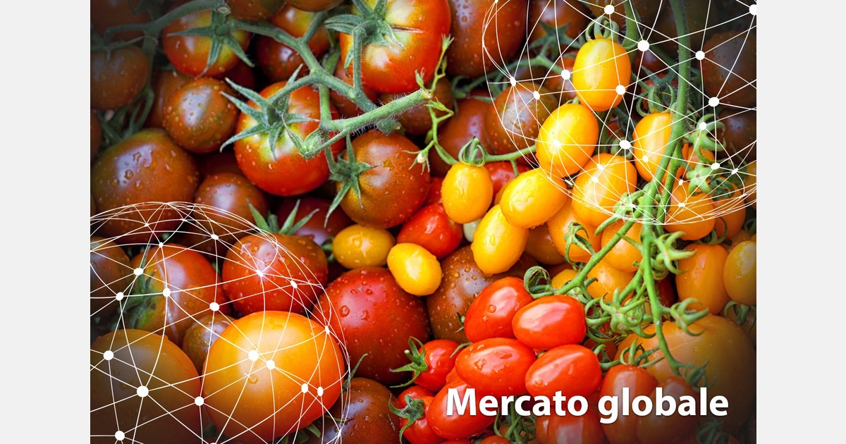 Focus sul mercato mondiale del pomodoro
