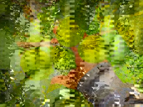 Risultati immagini per contadini lavoro limoni freshplaza