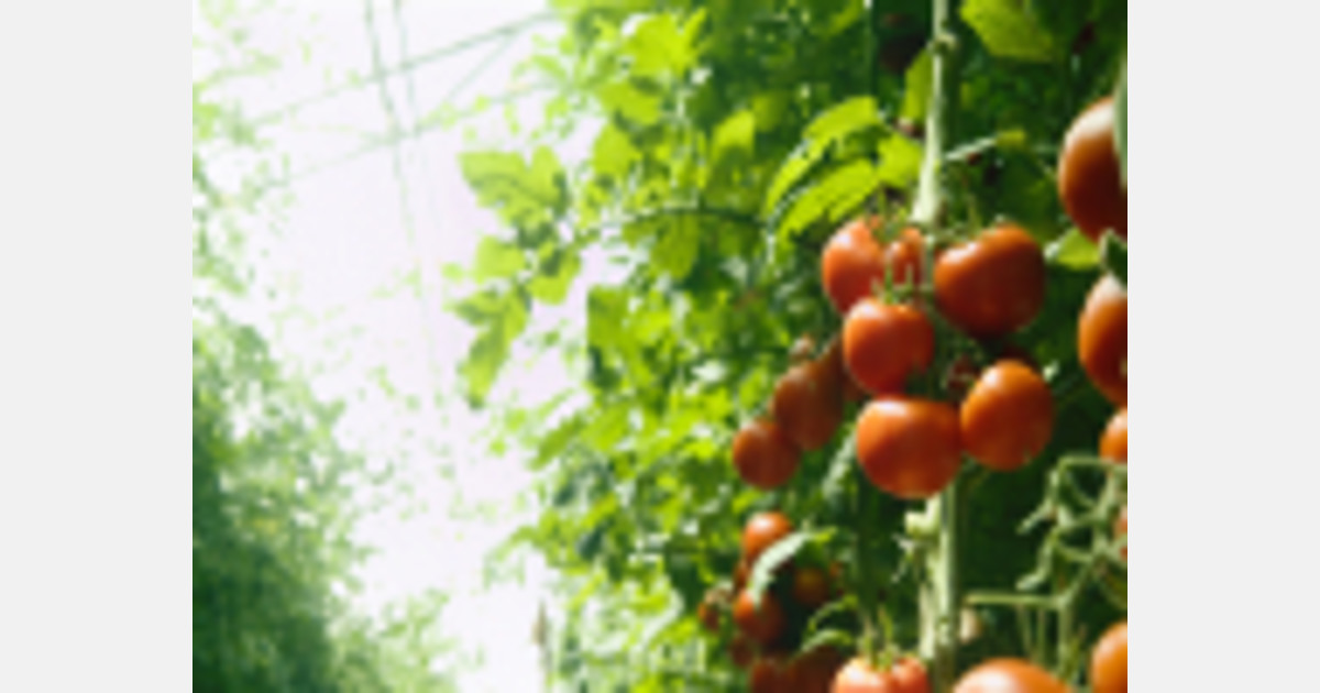 Marruecos supera a España en exportaciones mundiales de tomate