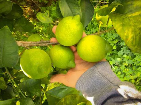 Risultati immagini per contadini lavoro limoni freshplaza