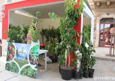 Esposizione e vendita piante in fiera