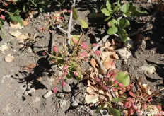 Nel corso di una visita aziendale, abbiamo tra l'altro documentato la caratteristica del pistacchio di Raffadali che cresce a sfiorando il terreno