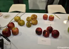 Esposizione di alcune delle principali problematiche del melo.