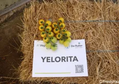 Yelorita (premium)