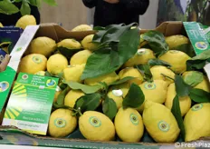 La produzione e la commercializzazione del Limone Costa d'Amalfi IGP (fresco e trasformato) avranno inizio a far data dal primo marzo fino al 31 ottobre 2019.